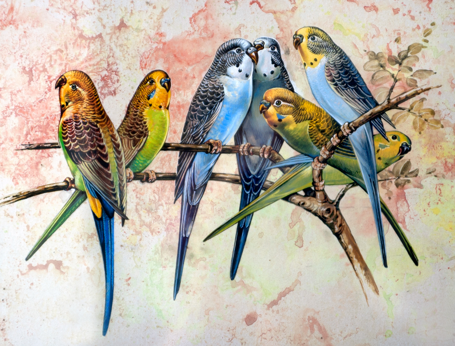 P�ssaros. Pintura a guache com aplica��o de flores secas