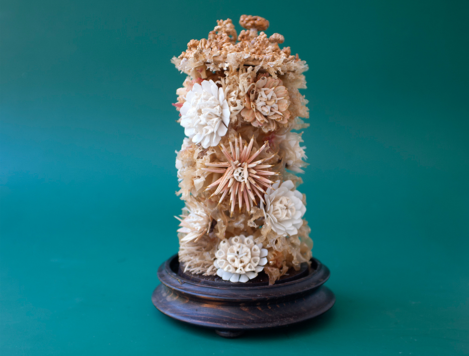 Palmito de percebes e fragmentos de conchas