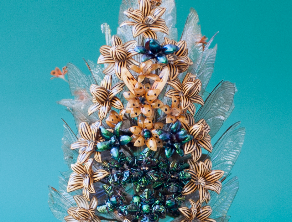 Palmito de asas de insetos (pormenor)